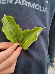 Cornus kousa