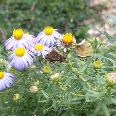 Hymenia perspectalis