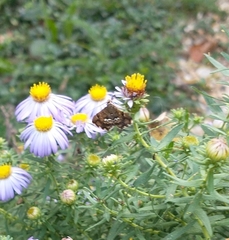 Hymenia perspectalis