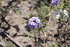 Glandularia dissecta