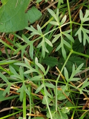 Selinum carvifolia