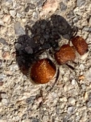 Pseudomethoca paludata