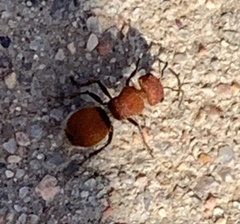 Pseudomethoca paludata