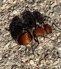 Pseudomethoca paludata