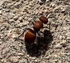 Pseudomethoca paludata