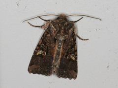 Neumichtis mesophaea