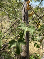 Passiflora arizonica