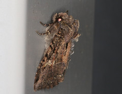 Neumichtis mesophaea