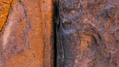 Ptyodactylus guttatus
