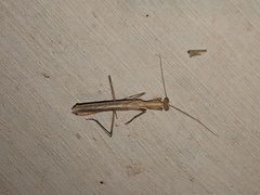 Litaneutria ocularis