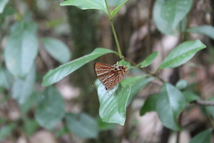 Saribia perroti