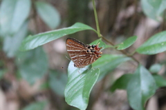 Saribia perroti
