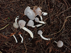 Cuphophyllus colemannianus