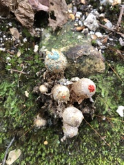 Calostoma ravenelii ravenelii