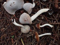 Cuphophyllus colemannianus