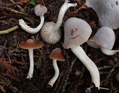 Cuphophyllus colemannianus