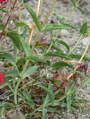 Penstemon floridus floridus