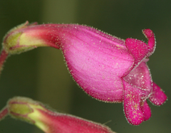 Penstemon floridus floridus