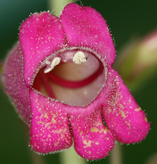 Penstemon floridus floridus