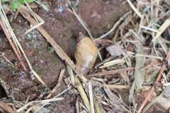 Stylommatophora