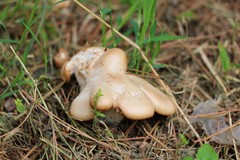 Fungi