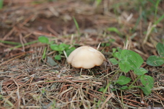 Fungi