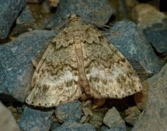 Pseudocoremia indistincta