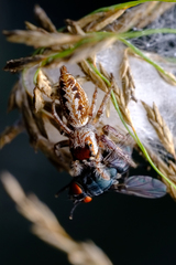 Opisthoncus serratofasciatus