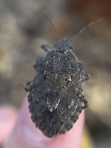 Four-humped Stink Bug photo 5
