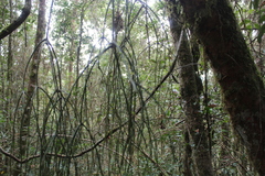 Rhipsalis baccifera