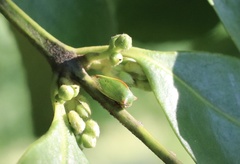 Alchisme rubrocostata