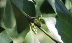Alchisme rubrocostata