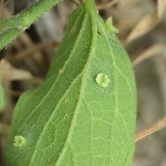Pachypsylla celtidisasterisca
