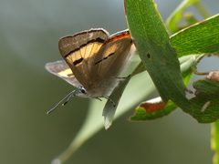 Pseudalmenus chlorinda