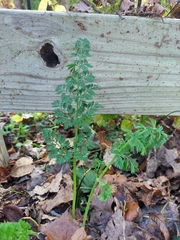 Selinum carvifolia