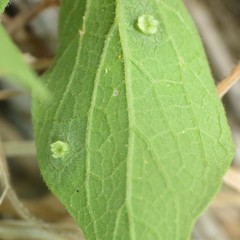 Pachypsylla celtidisasterisca