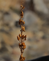 Penstemon floridus floridus