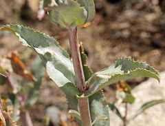 Penstemon floridus floridus