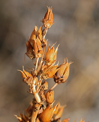 Penstemon floridus floridus