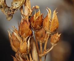 Penstemon floridus floridus