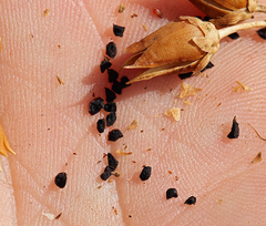 Penstemon floridus floridus