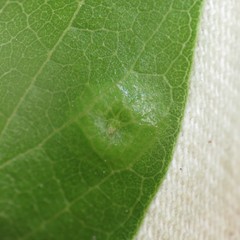 Pachypsylla celtidisasterisca