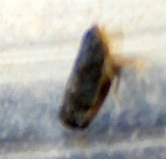 Scaphytopius