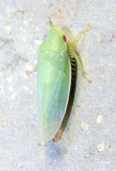 Gyponana angulata