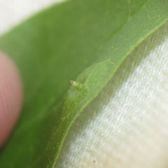 Pachypsylla celtidisasterisca