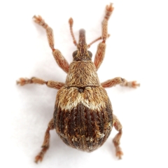 Neotropion xanthoxyli