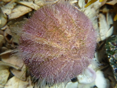 Amblypneustes elevatus