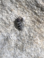 Chondrina avenacea