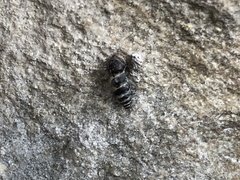 Chondrina avenacea