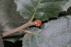 Callirhytis lentiformis